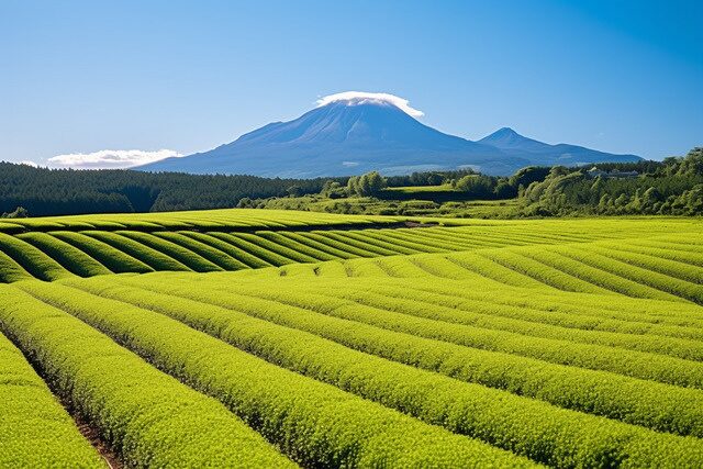 Terraced green tea fields beneath a mountain in Kagoshima, Japan